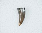 Raptor (Acheroraptor) Tooth - Montana #12274-1